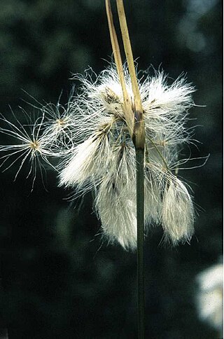 <i>Eriophorum viridicarinatum</i> Species of flowering plant in the sedge family Cyperaceae