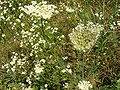 Daucus carota - flower and crop