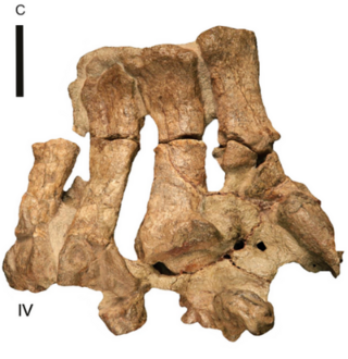 <i>Eucnemesaurus</i> Extinct genus of dinosaur of the Triassic in South Africa