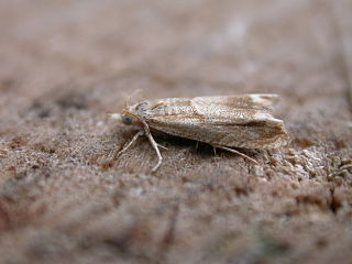 <i>Eucosma conterminana</i> Species of moth