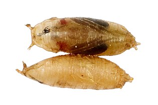 Pupa da mosca do vinagre (Drosophila melanogaster).