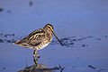 Common snipe (Gallinago gallinago)