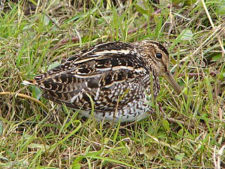 <span class="mw-page-title-main">Pantanal snipe</span> Species of bird