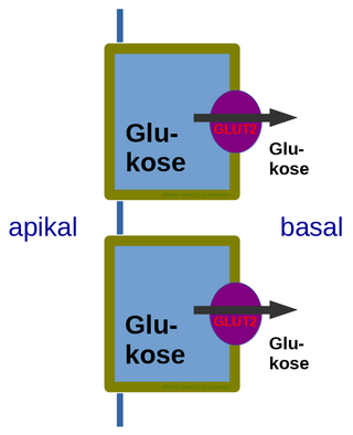 <span class="mw-page-title-main">GLUT2</span> Transmembrane carrier protein