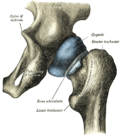 Thumbnail for Ischial spine