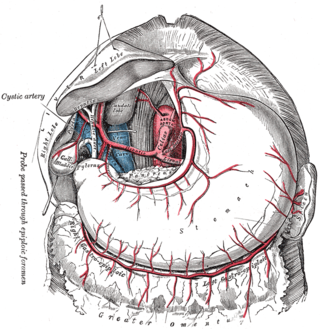 <span class="mw-page-title-main">Celiac artery</span> First major branch of the abdominal aorta