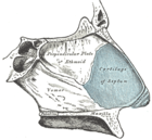 Sagittalschnitt, mit Blick nach innen (medial) auf das Nasenseptum