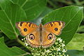 Junonia almana on Angiosperm