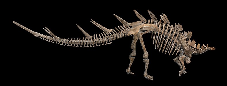 † Kentrosaurus aethiopicus