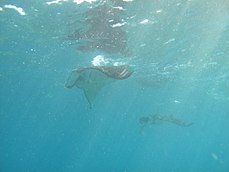 Raies manta @ Manta Bay, Nusa Penida