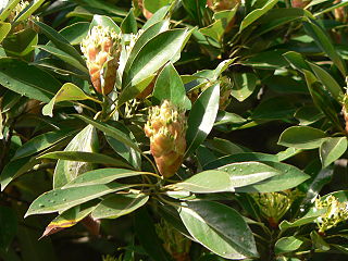 <i>Machilus</i> Genus of flowering plants