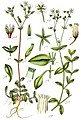 Iliustracija iš Deutschlands Flora in Abbildungen (1796)