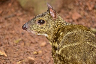 <span class="mw-page-title-main">Yellow-striped chevrotain</span> Species of mammal