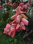 Mussaenda philippica in Bangladesh