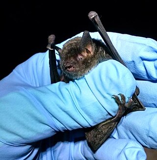 <span class="mw-page-title-main">Gray bat</span> Species of mammal