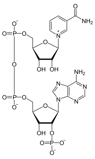 <span class="mw-page-title-main">Nicotinamide adenine dinucleotide phosphate</span> Chemical compound