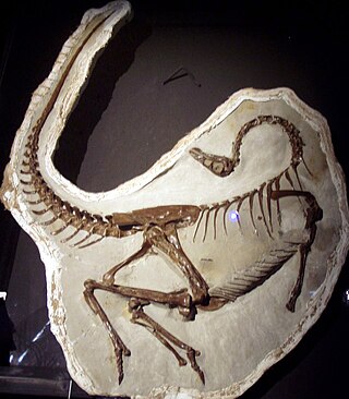 <span class="mw-page-title-main">Opisthotonic death pose</span> Characteristic posture of dinosaur and bird fossils