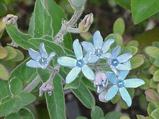 <i>Oxypetalum</i> Genus of flowering plants