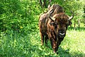 Image 6European Bison in Pădurea Domnească