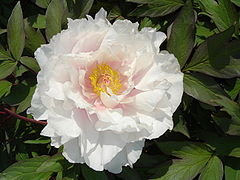 Paeonia suffruticosa