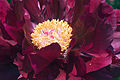 Paeonia suffruticosa