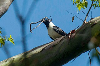 <span class="mw-page-title-main">Piping crow</span> Species of bird