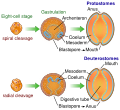 Image 13The bilaterian gut develops in two ways. In many protostomes, the blastopore develops into the mouth, while in deuterostomes it becomes the anus. (from Animal)