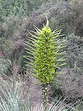 Miniatura para Puya chilensis