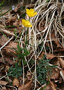 Ranunculus pollinensis