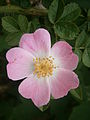 Rosa rubiginosa close-up