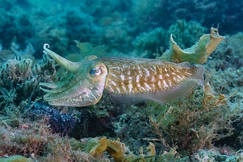 Common cuttlefish