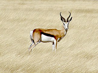 Springbok in die Nasionale Etoshawildtuin, Namibië