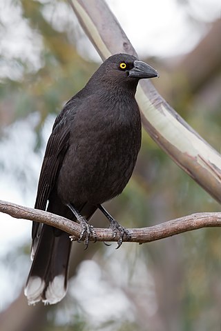 <span class="mw-page-title-main">Black currawong</span> Large passerine bird endemic to Tasmania and Bass Strait islands