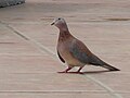 Palmtaube Laughing Dove