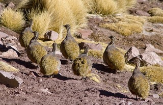 <span class="mw-page-title-main">Puna tinamou</span> Species of bird