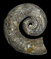 * Nomination Tragoceras falcatum, an Ordovician Nautilid --Llez 05:46, 10 September 2011 (UTC) * Promotion QI for me--Holleday 20:29, 10 September 2011 (UTC)