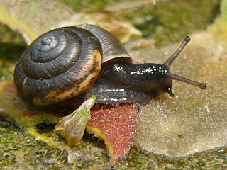 <i>Trochulus hispidus</i> Species of gastropod