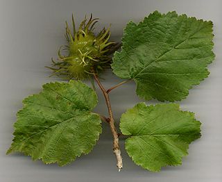 <i>Corylus colurna</i> Species of tree native to Europe and Asia