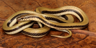 <i>Wallaceophis</i> Genus of snakes