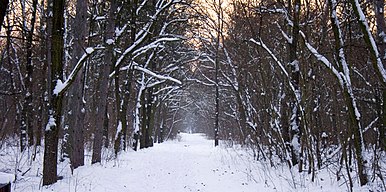 Winter forest - Budapest, Pestszentlőrinc