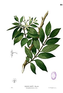 Wrightia pubescens Blanco1.40.jpg