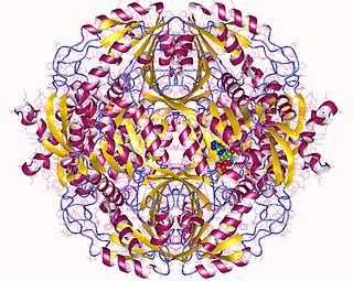 <span class="mw-page-title-main">L-aminoadipate-semialdehyde dehydrogenase</span>