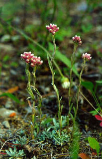 <i>Antennaria microphylla</i> Species of flowering plant