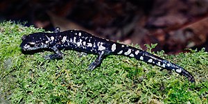 Tamaulipan false brook salamander (Aquiloeurycea scandens), El Cielo Biosphere Reserve, Tamaulipas, Mexico (25 May 2005).