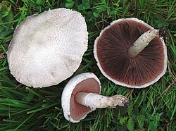 Arušampinjon Agaricus campestris