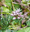 Asperula cynanchica 080907.jpg