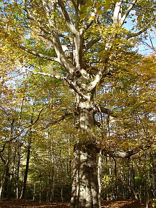 <i>Fagus grandifolia</i> Species of tree