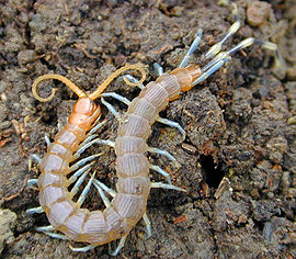 Scolopendra sp.