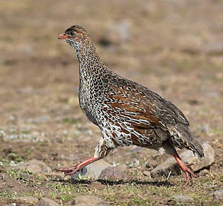 <span class="mw-page-title-main">Chestnut-naped spurfowl</span> Species of bird