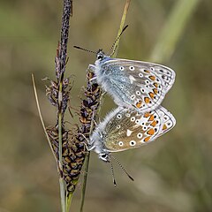 mating P. i. mariscolore, County Clare, Ireland